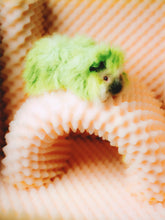 Load image into Gallery viewer, Pin-Up Guinea Pigs Calendar (Collectors Edition)
