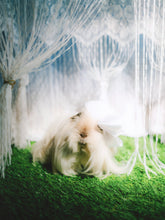 Load image into Gallery viewer, Pin-Up Guinea Pigs Calendar (Collectors Edition)
