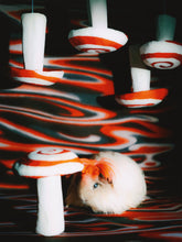 Load image into Gallery viewer, Pin-Up Guinea Pigs Calendar (Collectors Edition)
