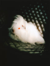 Load image into Gallery viewer, Pin-Up Guinea Pigs Calendar (Collectors Edition)
