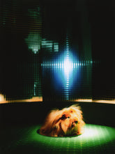 Load image into Gallery viewer, Pin-Up Guinea Pigs Calendar (Collectors Edition)
