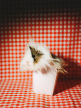 Load image into Gallery viewer, Pin-Up Guinea Pigs Calendar (Collectors Edition)
